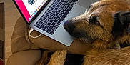 Rufus joined the competition — help win amazing prizes! dog, laptop, chair, indoor, brown, wooden_door, technology, pet, furniture, relaxed, curious, screen, electronics, cushion, cord, remote_control, table, household, canine, room