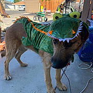 Rufus is registered to the contest to win money with this photo: dog, costume, dinosaur, outdoor, concrete, pet, animal, green, furry, backyard, sunny, playful, shy, cute, canine, panting, leash, toy, fence, fan