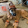 Rufus joined the competition — help win amazing prizes! dog, scarecrow_costume, hat, sunflower, pet_bed, living_room, stone_fireplace, cardboard_box, Home_Depot, carpet, furniture, decor, relaxed, brown_fur, costume_accessory, indoors, animal, pet, cute, resting