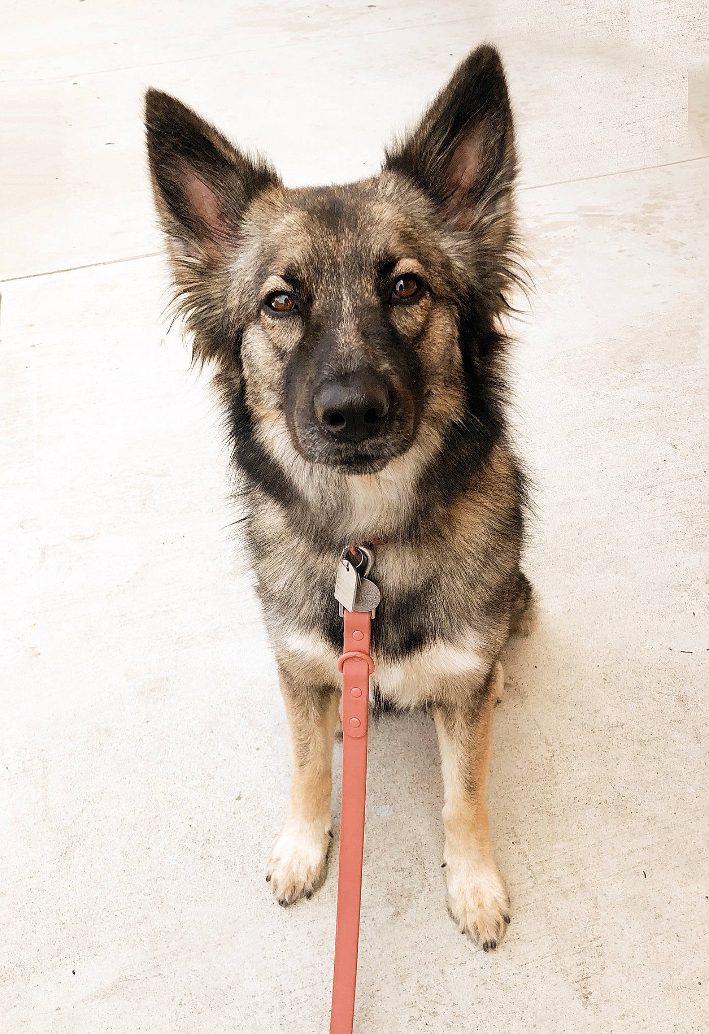 Stella is registered to the contest to win money with this photo: ancient_dog_breeds, canidae, carnivore, companion_dog, dog, dog_breed, dog_supply, foot, fur, german_shepherd_dog, puppy, snout, sporting_group, terrestrial_animal, whiskers, working_animal, working_dog