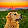 golden_retriever, dog, sunset, outdoor, grass, landscape, nature, animal, pet, fur, sky, colorful_sky, serene, peaceful, profile, sun, evening, field, curly_fur, collar