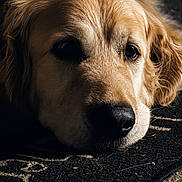 Pixel a rejoint le concours — aidez-le/la à gagner de superbes lots ! animal, brown, calm, close_up, dog, expression, eyes, face, fur, golden_retriever, indoor, lighting, lying_down, mat, nostrils, pet, portrait, shadow, texture, whiskers