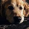 animal, brown, calm, close_up, dog, expression, eyes, face, fur, golden_retriever, indoor, lighting, lying_down, mat, nostrils, pet, portrait, shadow, texture, whiskers