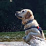 Pixel a rejoint le concours — aidez-le/la à gagner de superbes lots ! dog, golden_retriever, water, river, wet, outdoor, animal, pet, nature, rock, splash, fur, collar, harness, daylight, water_droplets, playful, canine, portrait, animal_portrait