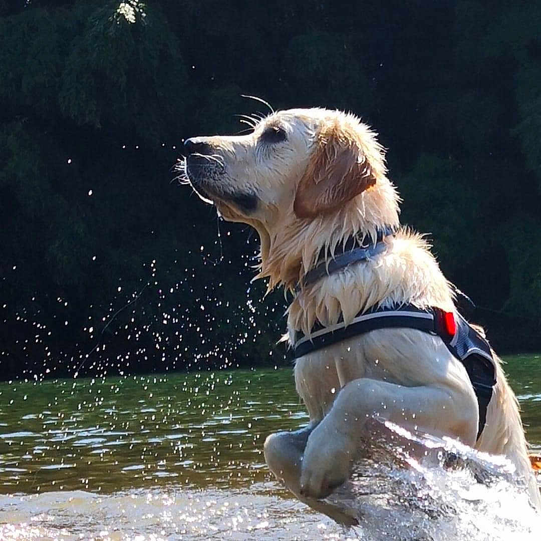 Pixel a rejoint le concours — aidez-le/la à gagner de superbes lots ! dog, golden_retriever, water, river, wet, outdoor, animal, pet, nature, rock, splash, fur, collar, harness, daylight, water_droplets, playful, canine, portrait, animal_portrait