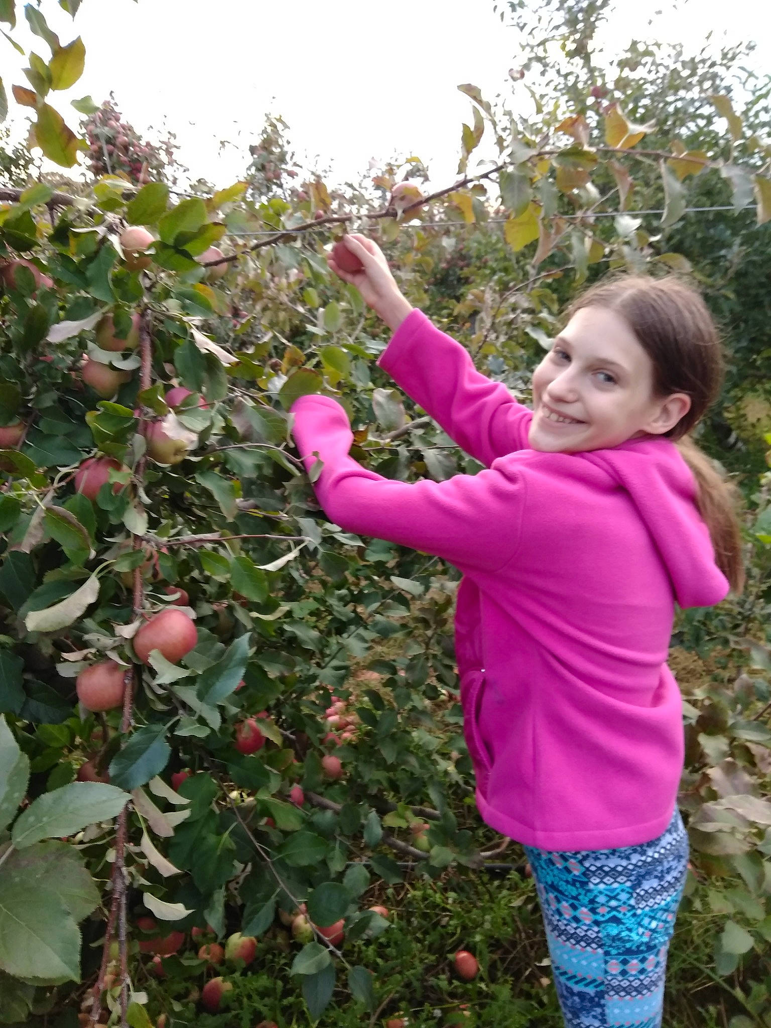 Jadyn joined the competition — help win amazing prizes! apple, child, flower, flowering_plant, food, fruit, fruit_tree, joy, malus, person, plant, rose_family, tree