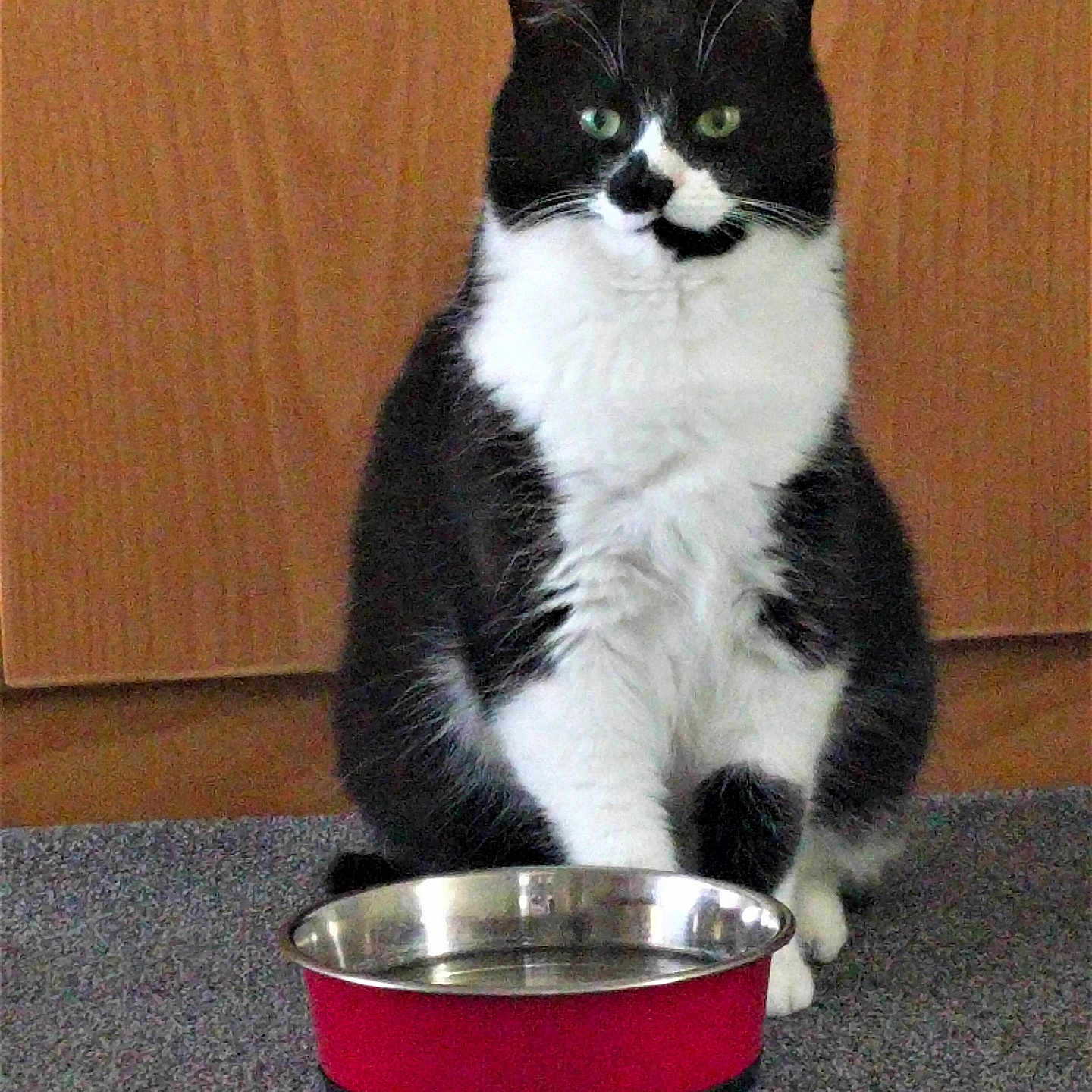 Tedwina joined the competition — help win amazing prizes! abyssinian, aluminium, animal, bowl, cat, cookingpan, cookware, dish, food, fryingpan, hardwood, kitten, manx, meal, mixingbowl, pet, plant, pot, pottedplant, wood