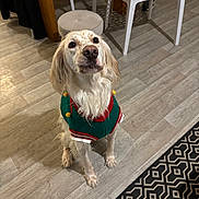 Taia participe au concours pour gagner de l'argent avec cette photo : dog, pet, indoor, floor, wooden_floor, sweater, clothing, white_chair, patterned_rug, looking_up, cute, waiting, furniture, domestic_animal, long_hair, ears, eyes, snout, legs, home