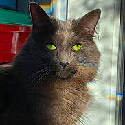 Willow is registered to the contest to win money with this photo: cat, gray_cat, green_eyes, feline, pet, indoor, sunlight, shadow, window, rainbow, fur, closeup, portrait, animal, whiskers, ears, domestic_cat, soft_light, calm, cute