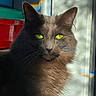 cat, gray_cat, green_eyes, feline, pet, indoor, sunlight, shadow, window, rainbow, fur, closeup, portrait, animal, whiskers, ears, domestic_cat, soft_light, calm, cute