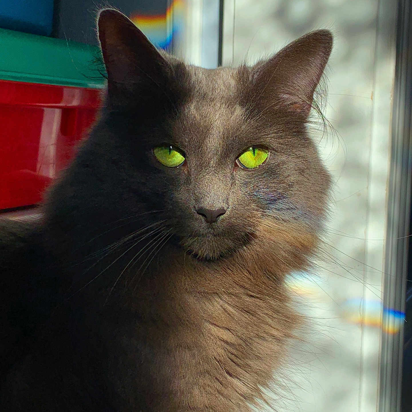 Willow