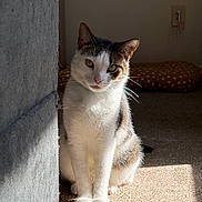Xylo is registered to the contest to win money with this photo: cat, feline, pet, indoor, sunlight, carpet, couch, curious, sitting, whiskers, fur, shadow, wall, power_outlet, cushion, polka_dot, cozy, domestic, animal, relaxed
