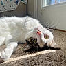 Xylo is registered to the contest to win money with this photo: cat, white_fur, tabby, pet, indoor, carpet, sunlight, window, relaxed, animal, whiskers, playful, closeup, fur, domestic_cat, cute, eyes, pink_nose, resting, cozy