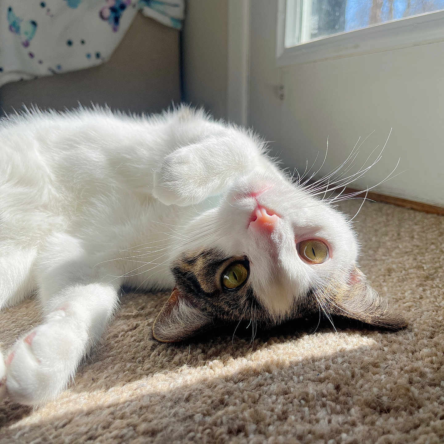 Xylo is registered to the contest to win money with this photo: cat, white_fur, tabby, pet, indoor, carpet, sunlight, window, relaxed, animal, whiskers, playful, closeup, fur, domestic_cat, cute, eyes, pink_nose, resting, cozy