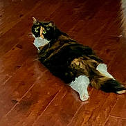 Sweet Pea is registered to the contest to win money with this photo: animal, calico, cat, curious, cute, domestic_cat, floor, fur, green_eyes, house_pet, indoor, looking_back, lying_down, mammal, pet, relaxed, resting, tail, whiskers, wooden_floor