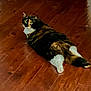 animal, calico, cat, curious, cute, domestic_cat, floor, fur, green_eyes, house_pet, indoor, looking_back, lying_down, mammal, pet, relaxed, resting, tail, whiskers, wooden_floor