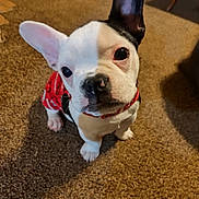 Adias joined the competition — help win amazing prizes! animal, bostonbull, bulldog, canine, dog, frenchbulldog, hound, pet, pitbull, puppy, whitedog