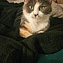 Dina a rejoint le concours — aidez-le/la à gagner de superbes lots ! animal, blanket, calico, cat, close_up, couch, cozy, domestic_cat, ears, face, fur, furniture, green_eyes, home, indoor, pet, portrait, relaxed, resting, whiskers