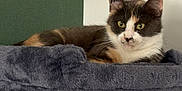 Dina a rejoint le concours — aidez-le/la à gagner de superbes lots ! animal, calico, cat, cat_tree, comfortable, cozy, ears, face, feline, fur, green_eyes, home, indoor, looking, lying_down, pet, plush, relaxed, resting, whiskers