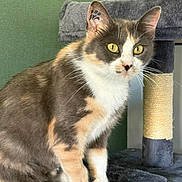 Dina a rejoint le concours — aidez-le/la à gagner de superbes lots ! animal, calico_cat, cat, cat_tree, claws, cream, curious, domestic_cat, ears, feline, fur, gray, indoor, marking, paw, pet, sitting, whiskers, white, yellow_eyes