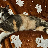 Dina a rejoint le concours — aidez-le/la à gagner de superbes lots ! animal, blanket, brown, calico_cat, cat, couch, cozy, cute, feline, fur, ghost_pattern, indoor, looking, paws, pet, relaxed, resting, tail, whiskers, white