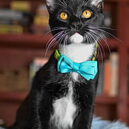 Simon is registered to the contest to win money with this photo: cat, tuxedo_cat, bow_tie, black_and_white, pet, animal, indoor, curious, feline, whiskers, ears, orange_eyes, fluffy, soft_texture, sitting, cute, portrait, domestic_cat, furniture, bookshelf