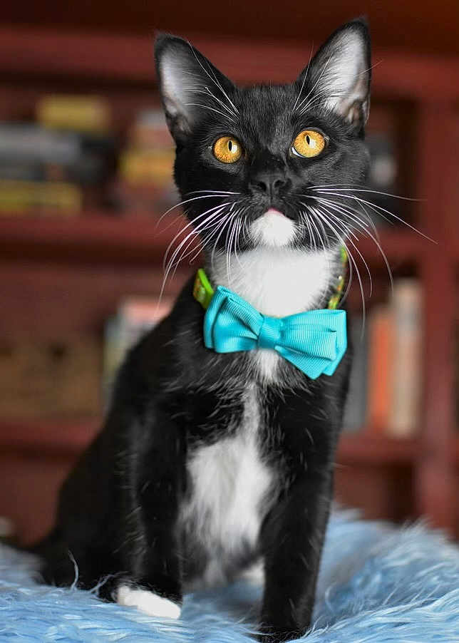 Simon is registered to the contest to win money with this photo: cat, tuxedo_cat, bow_tie, black_and_white, pet, animal, indoor, curious, feline, whiskers, ears, orange_eyes, fluffy, soft_texture, sitting, cute, portrait, domestic_cat, furniture, bookshelf