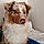 Balou