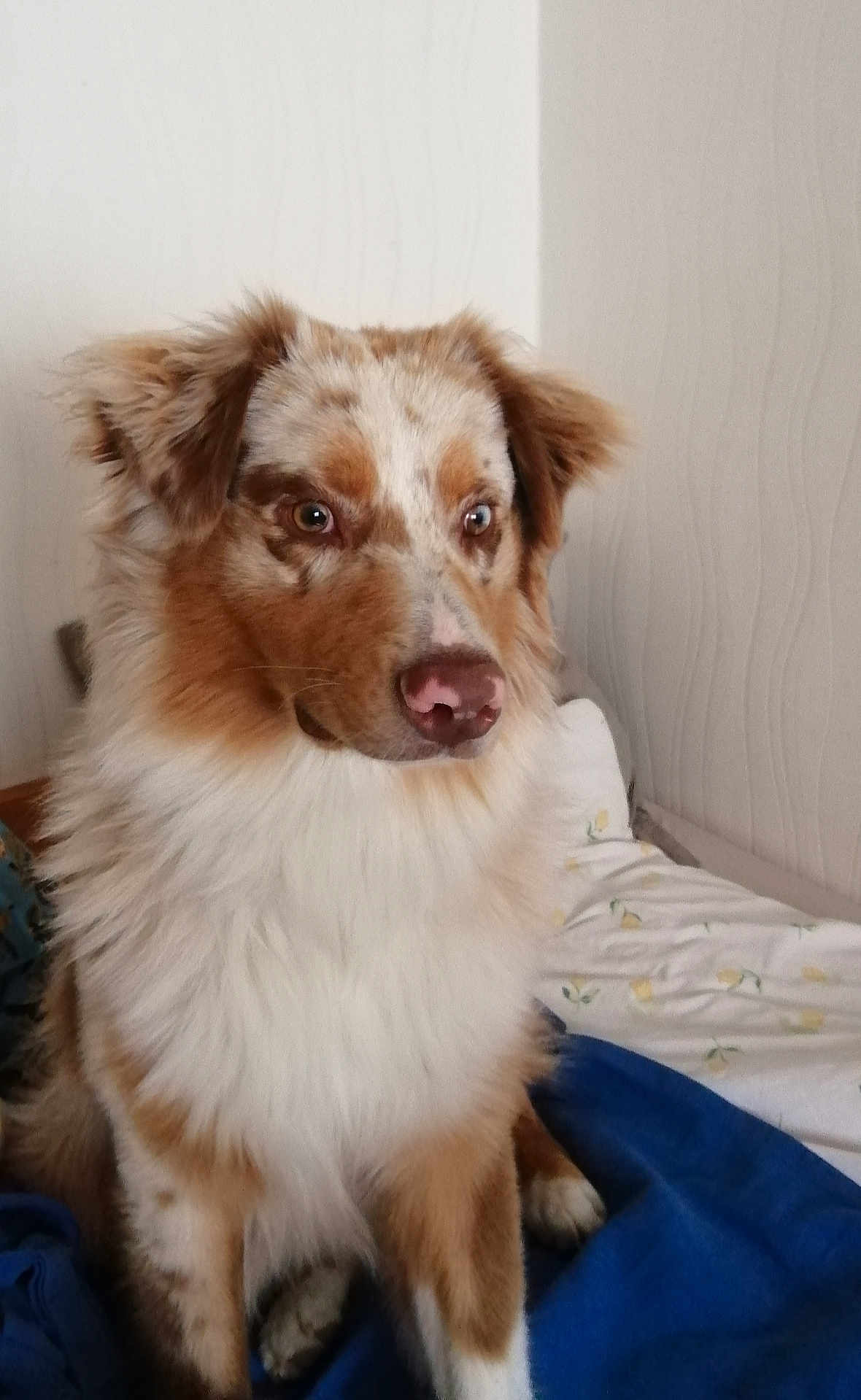 Balou
