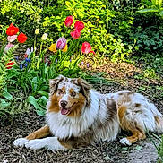 Baloo participe au concours pour gagner de l'argent avec cette photo : dog, australian_shepherd, flower_garden, tulips, greenery, outdoor, sunlight, plants, nature, pet, canine, flora, relaxing, summer, spring, smiling, fur, eyes, leaves, ground