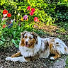 australian_shepherd, canine, dog, eyes, flora, flower_garden, fur, greenery, ground, leaves, nature, outdoor, pet, plants, relaxing, smiling, spring, summer, sunlight, tulips