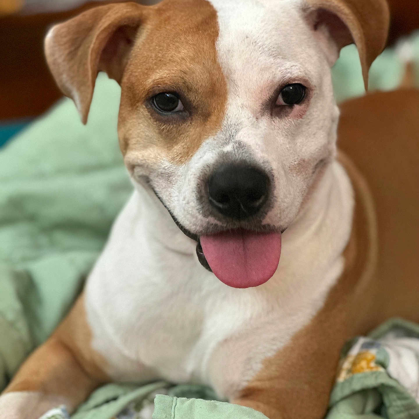 Nova Moon joined the competition — help win amazing prizes! animal, beagle, blanket, bodypart, boxer, bulldog, canine, dog, face, head, hound, labradorretriever, mouth, person, pet, photography, pitbull, puppy, snout, whitedog