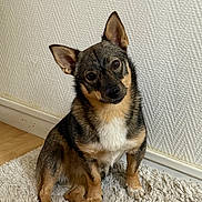 Vasco a rejoint le concours — aidez-le/la à gagner de superbes lots ! dog, puppy, sitting, head_tilt, pointy_ears, black_and_tan, white_chest, brown_fur, pet, animal, portrait, indoors, rug, carpet, wall, wooden_floor, home, alert, curious, cute