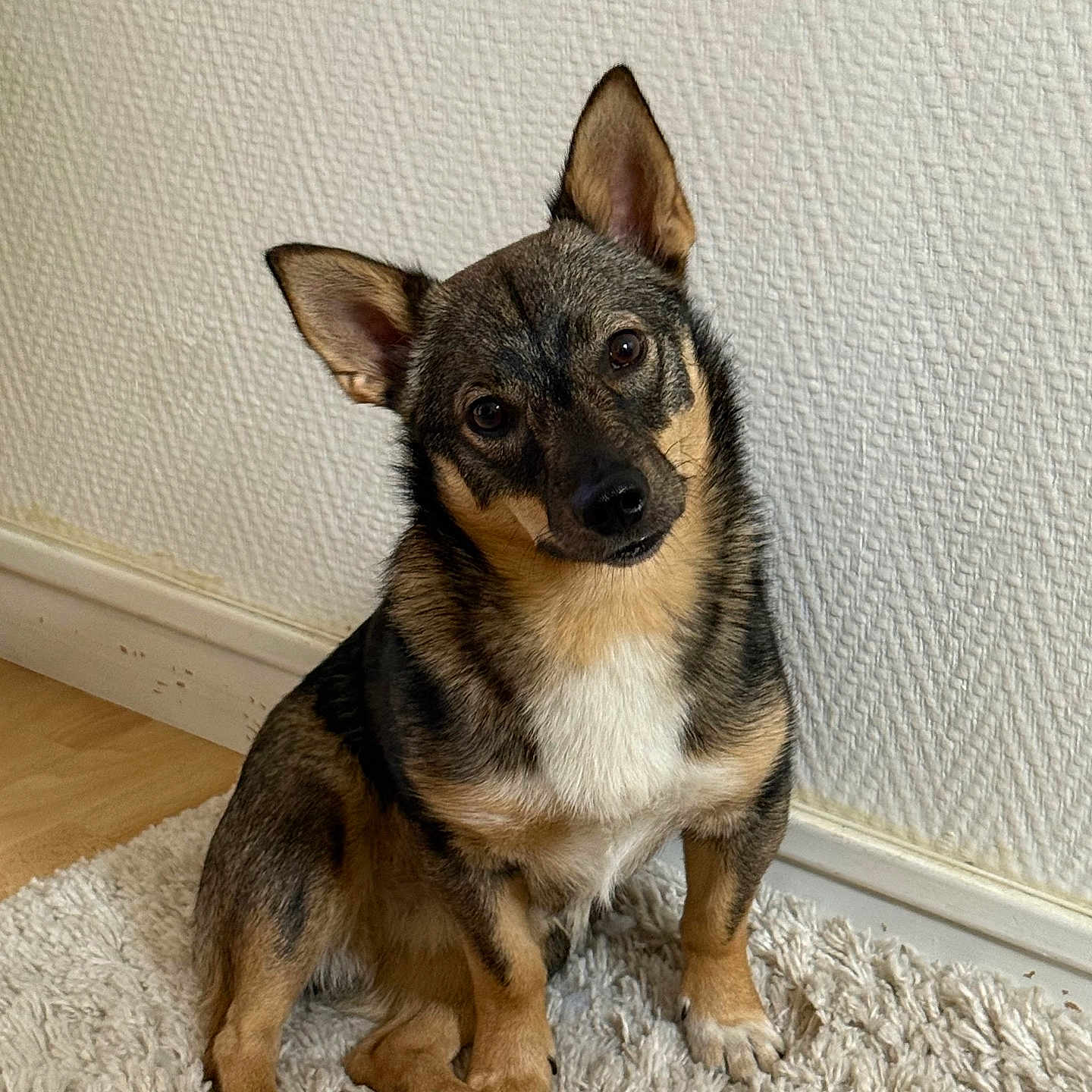 Vasco a rejoint le concours — aidez-le/la à gagner de superbes lots ! dog, puppy, sitting, head_tilt, pointy_ears, black_and_tan, white_chest, brown_fur, pet, animal, portrait, indoors, rug, carpet, wall, wooden_floor, home, alert, curious, cute