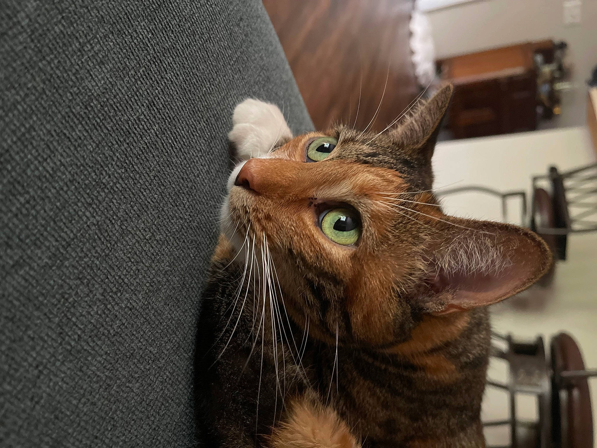 Fiona joined the competition — help win amazing prizes! carnivore, cat, claw, domestic_short_haired_cat, ear, fawn, felidae, fur, liver, paw, small_to_medium_sized_cats, snout, tail, terrestrial_animal, whiskers, wildlife, window