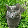 Emerald joined the competition — help win amazing prizes! cat, gray_cat, blue_eyes, grass, greenery, outdoor, nature, animal, pet, feline, whiskers, relaxed, lying_down, close_up, wildlife, lush, leaf, flora, mammal, cute