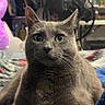 Emerald is registered to the contest to win money with this photo: cat, gray_cat, pet, feline, animal, indoor, blanket, blue_blanket, closeup, portrait, fur, whiskers, wide_eyes, resting, laying, cozy, fan, clothing, room, home