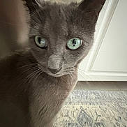 Emerald is registered to the contest to win money with this photo: cat, gray_cat, green_eyes, close_up, pet, indoor, curious, fur, whiskers, animal, domestic_cat, floor, carpet, cabinet, home, portrait, mammal, cute, feline, looking