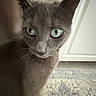 cat, gray_cat, green_eyes, close_up, pet, indoor, curious, fur, whiskers, animal, domestic_cat, floor, carpet, cabinet, home, portrait, mammal, cute, feline, looking