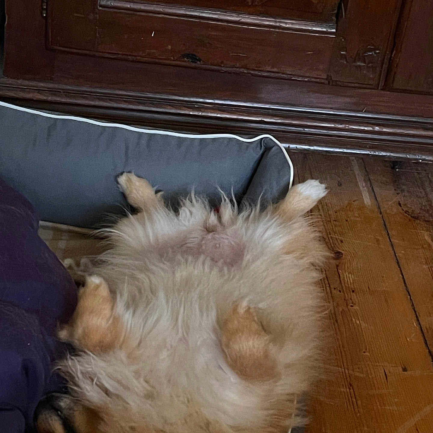 Noisette