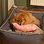 dog, pet_bed, pillow, pink_pillow, wooden_floor, carpet, indoor, radiator, cozy, fluffy_dog, brown_dog, resting, cute, small_dog, home, domestic, relaxed, animal, furry, companion
