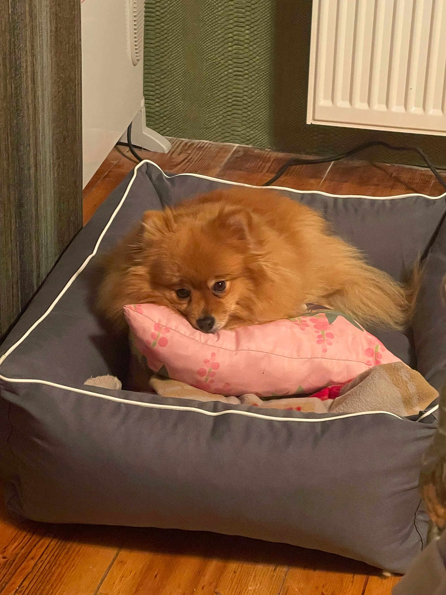 Noisette participe au concours pour gagner de l'argent avec cette photo : dog, pet_bed, pillow, pink_pillow, wooden_floor, carpet, indoor, radiator, cozy, fluffy_dog, brown_dog, resting, cute, small_dog, home, domestic, relaxed, animal, furry, companion