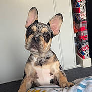 Axo participe au concours pour gagner de l'argent avec cette photo : dog, puppy, french_bulldog, pet, animal, ears, fur, blanket, indoor, home, door, carpet, curious, cute, portrait, looking, sitting, colorful, pattern, cozy