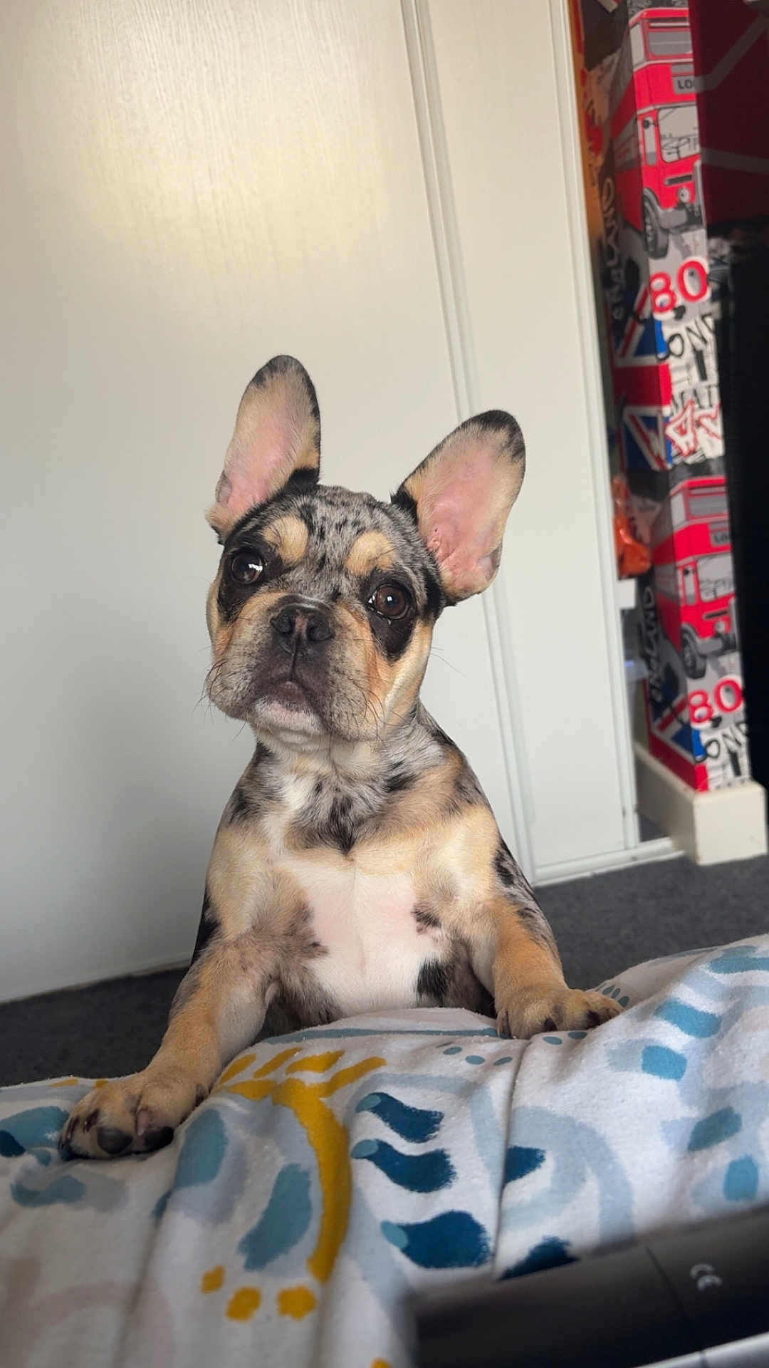 Axo participe au concours pour gagner de l'argent avec cette photo : dog, puppy, french_bulldog, pet, animal, ears, fur, blanket, indoor, home, door, carpet, curious, cute, portrait, looking, sitting, colorful, pattern, cozy