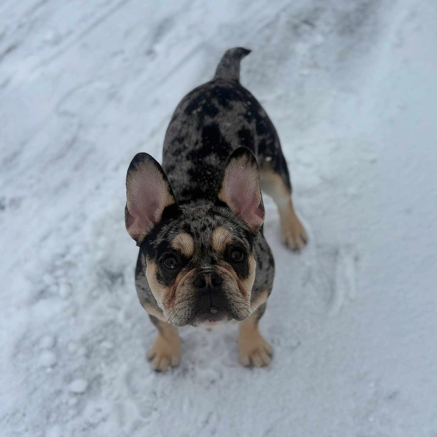 Axo participe au concours pour gagner de l'argent avec cette photo : animal, black_and_tan, canine, cold, curious, cute, dog, ears, french_bulldog, fur, ground, looking_up, muzzle, outdoor, paw_prints, pet, portrait, snow, standing, winter