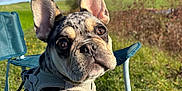 Axo a rejoint le concours — aidez-le/la à gagner de superbes lots ! animal, blue_sky, canine, chair, cute, daytime, dog, ears, french_bulldog, grass, green_field, harness, leash, nature, outdoor, pet, portrait, puppy, sitting, sunlight