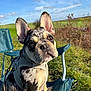 animal, blue_sky, canine, chair, cute, daytime, dog, ears, french_bulldog, grass, green_field, harness, leash, nature, outdoor, pet, portrait, puppy, sitting, sunlight