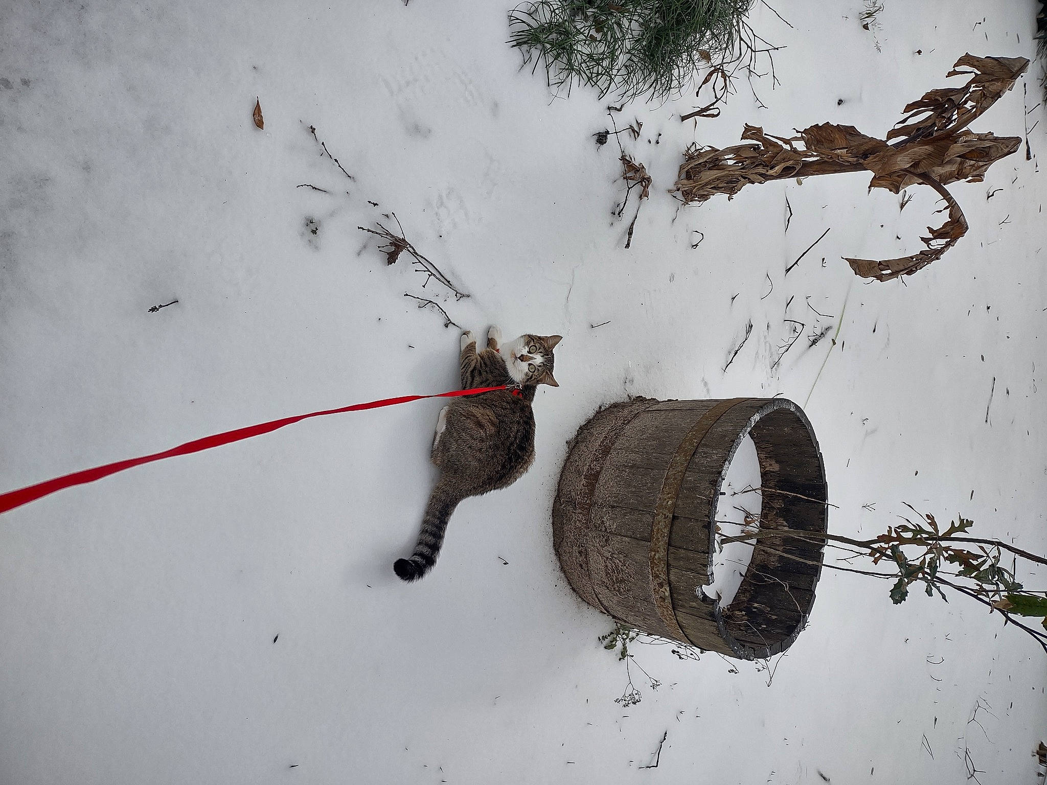 Speedy is registered to the contest to win money with this photo: art, automotive_tire, automotive_wheel_system, branch, circle, font, freezing, frost, plant, precipitation, snow, tire, tree, trunk, twig, wheel, window, winter, wire, wood