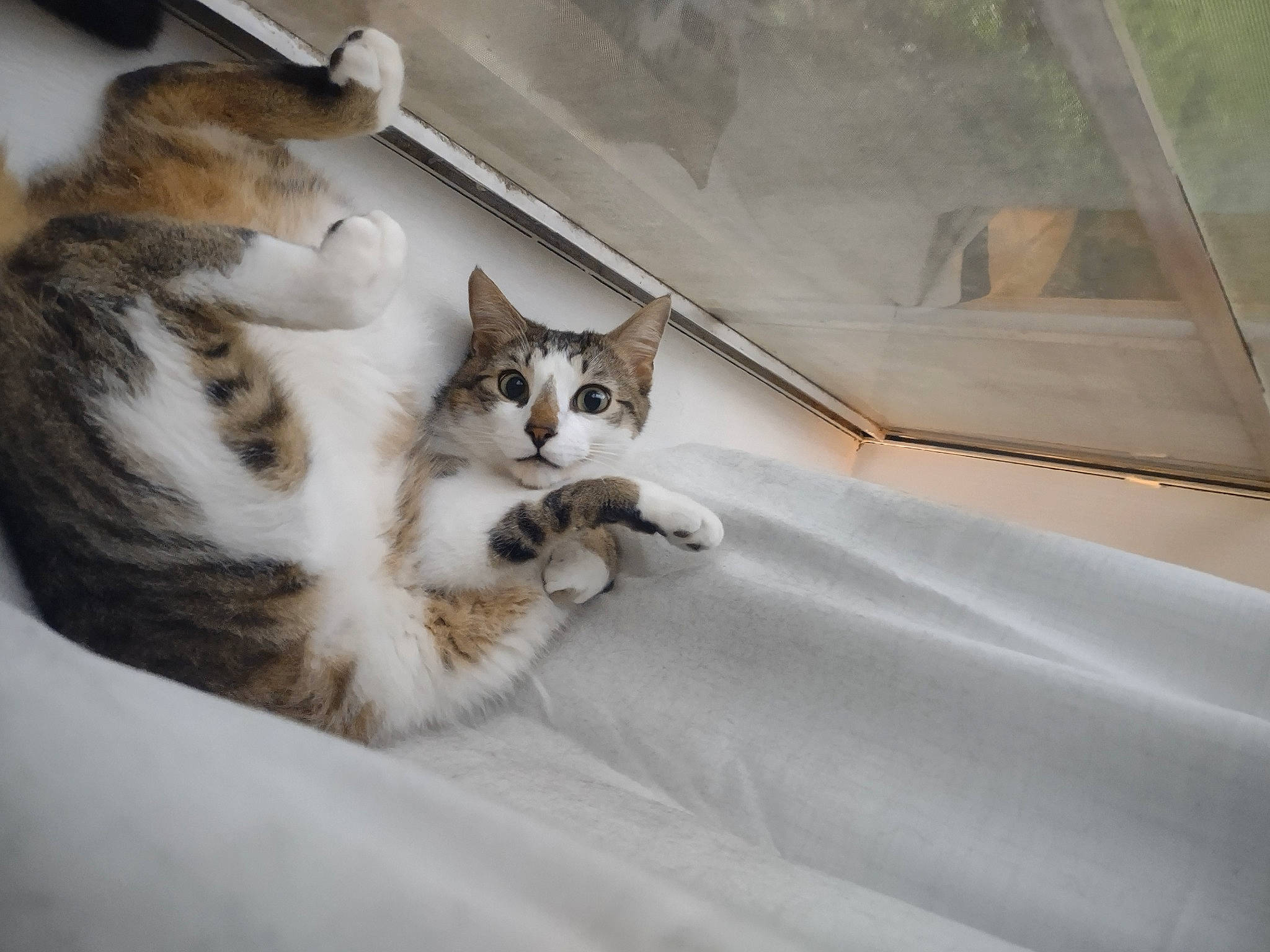 Speedy is registered to the contest to win money with this photo: carnivore, cat, cat_supply, claw, comfort, domestic_short_haired_cat, fawn, felidae, fur, paw, room, small_to_medium_sized_cats, snout, tail, terrestrial_animal, whiskers, wildlife, window, windshield, wood