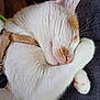 Toffy a rejoint le concours — aidez-le/la à gagner de superbes lots ! cat, sleeping, white_fur, orange_spots, paw, close_up, pet, domestic_cat, feline, resting, cute, fur, whiskers, collar, indoor, cozy, blanket, nap, soft, peaceful
